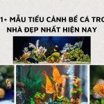 mẫu tiểu cảnh bể cá