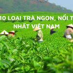 top 10 loại trà ngon nhất việt nam
