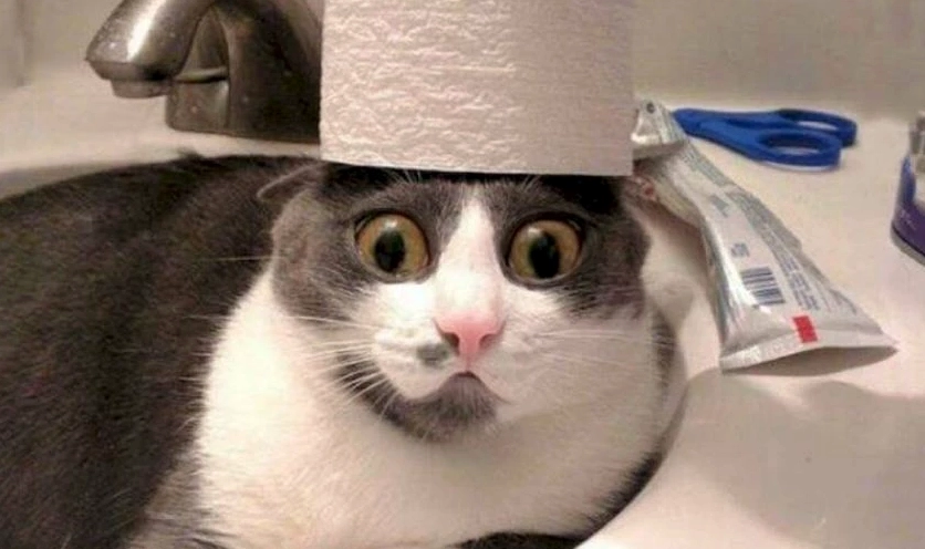 Ảnh avatar meme Hướng ngoại part-time với biểu cảm thần sầu đầy bất ngờ