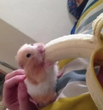 Ảnh meme ăn dưa khoảnh khắc hài hước và ngộ nghĩnh nhất năm 2026