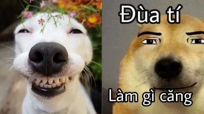 Ảnh meme ăn dưa về chú chó với biểu cảm viral trên mạng xã hội