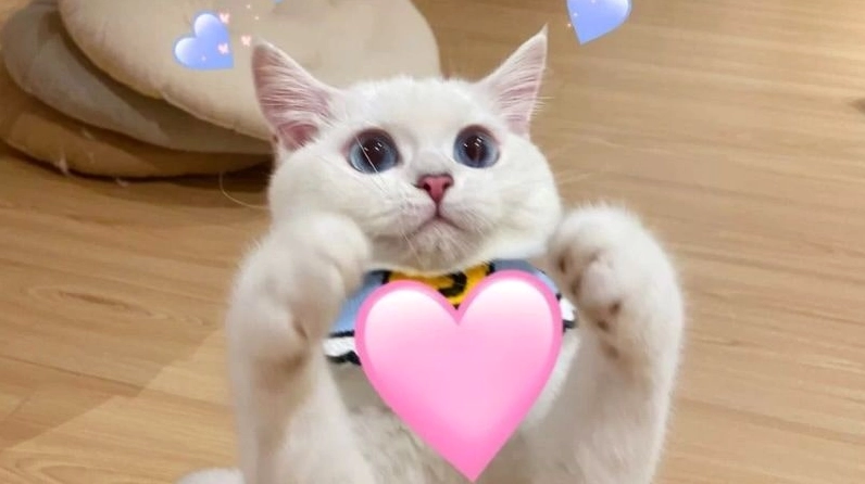 Ảnh meme Báo thủ mèo đáng yêu biểu cảm