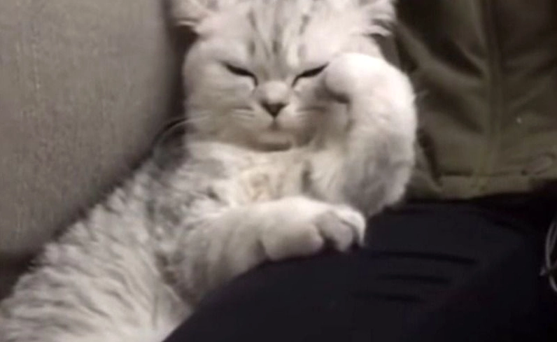 ảnh meme Bật mode chú mèo biểu cảm bất lực cạn lời đáng yêu