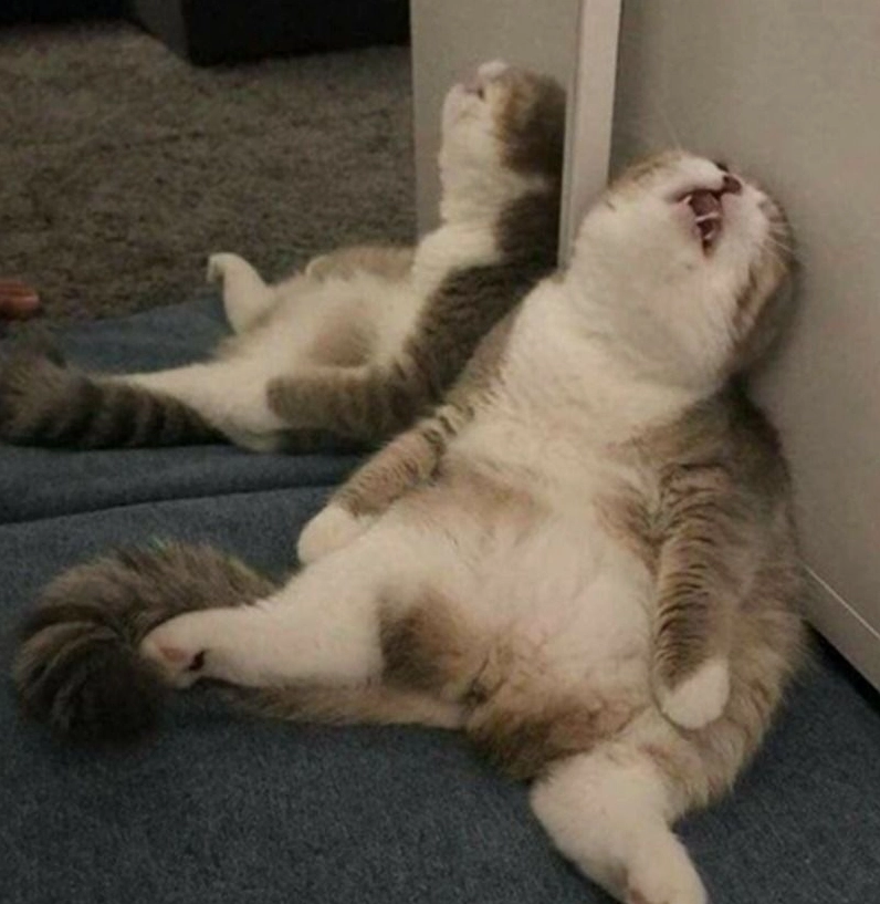 ảnh meme Bật mode chú mèo biểu cảm kinh ngạc bất lực