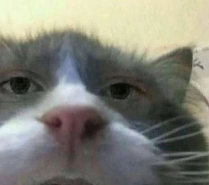 ảnh meme Bật mode chú mèo gương mặt như đang khóc bất lực