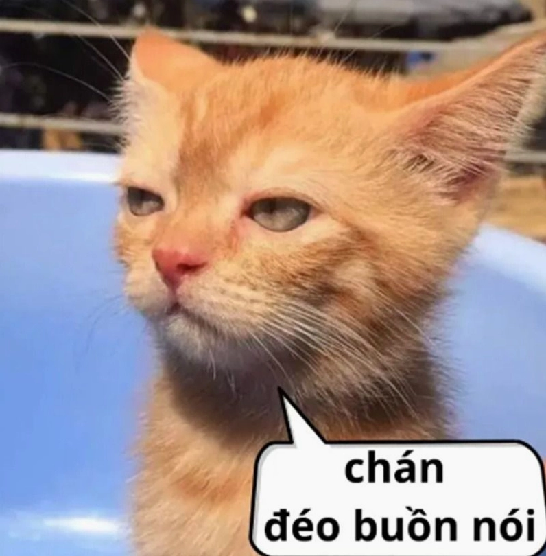 ảnh meme Bật mode chú mèo trắng bất lực nhìn chằm chằm