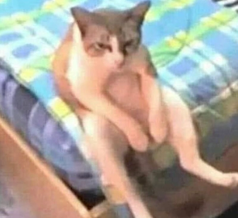 ảnh meme Bật mode mèo nằm dài bất lực trên bàn lười biếng