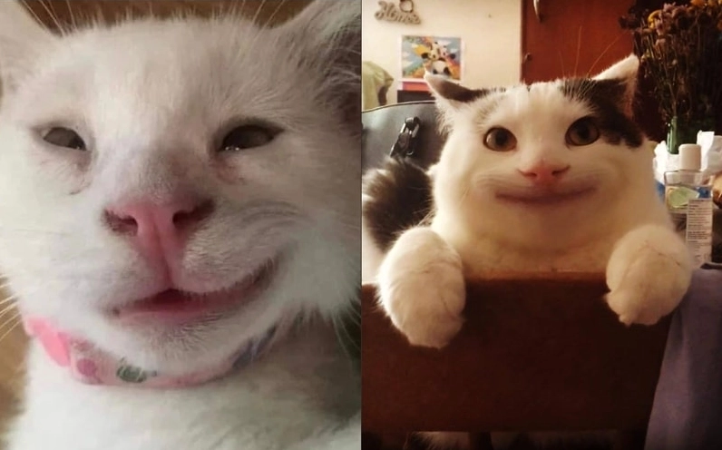 Ảnh meme Bất ổn về mèo cười đểu hoang mang