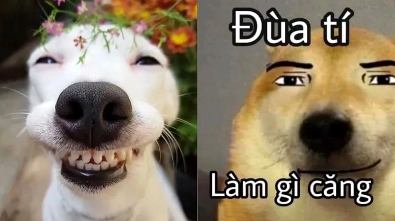 Ảnh meme Cảm lạnh chó hoang mang