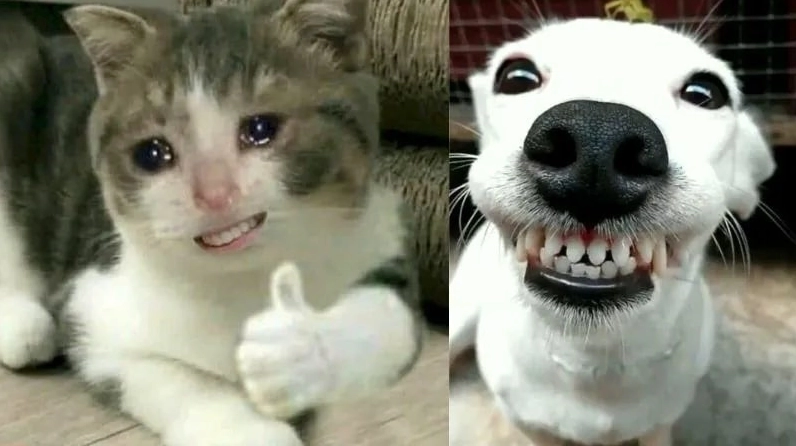 Ảnh meme Chê chó mèo cười đểu đôi bạn cùng tiến