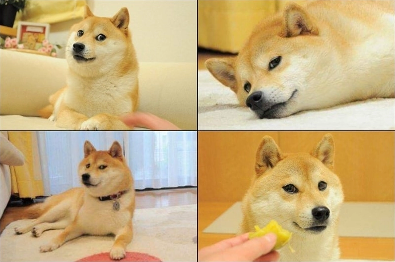 Ảnh meme Chê vui nhộn về chú chó mang lại tiếng cười