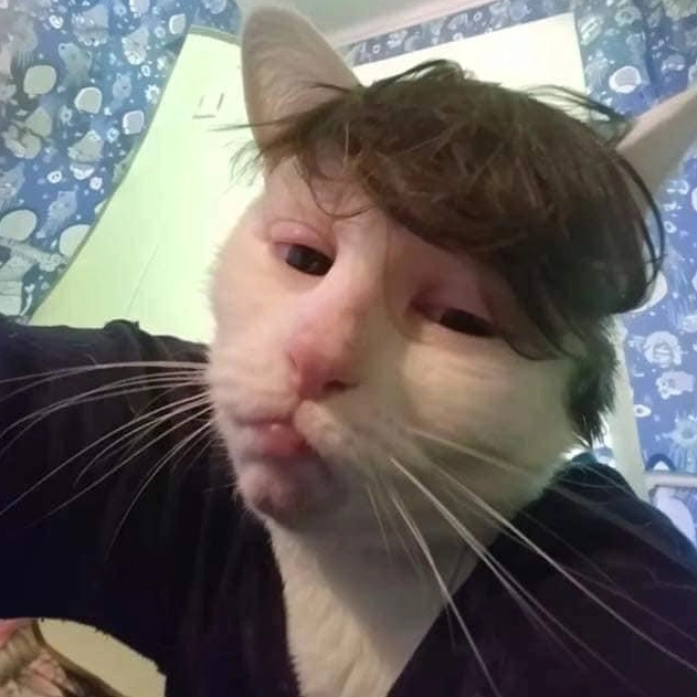 Ảnh meme Chúa tể mèo selfie thần bí với ánh nhìn xuyên thấu