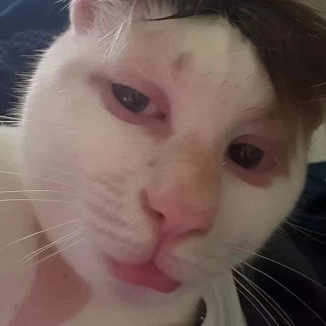 Ảnh meme Chúa tể mèo selfie với đôi mắt sắc sảo