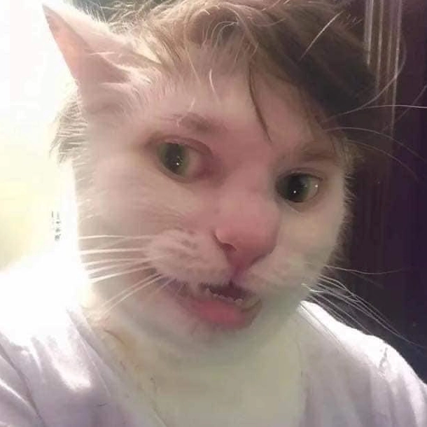 Ảnh meme Chúa tể mèo selfie với thần thái khó cưỡng