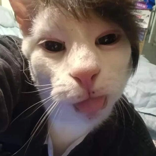 Ảnh meme Chúa tể mèo với phong cách selfie độc đáo