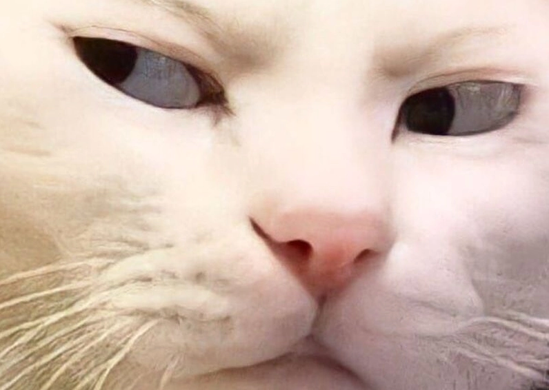 Ảnh meme Cơm tró thể hiện sự ganh tỵ của hội độc thân