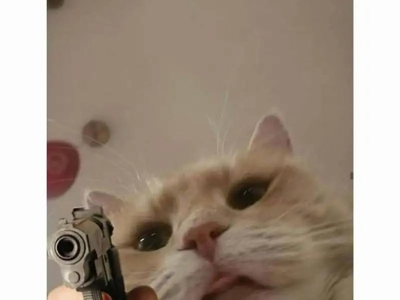 Ảnh meme Cơm tró và biểu cảm khó đỡ của chú mèo