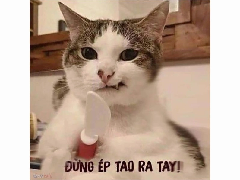 Ảnh meme Cơm tró và chú mèo đang khó hiểu trước cặp đôi
