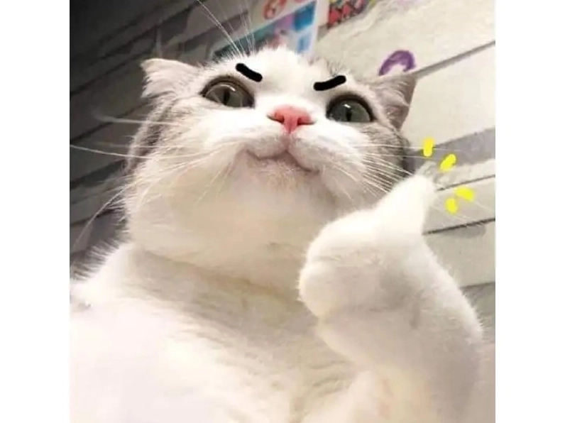 Ảnh meme Cơm tró và chú mèo với ánh mắt ngạc nhiên