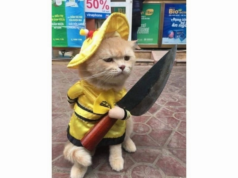 Ảnh meme Cơm tró với chú mèo biểu cảm 'tôi ổn' nhưng không ổn chút nào