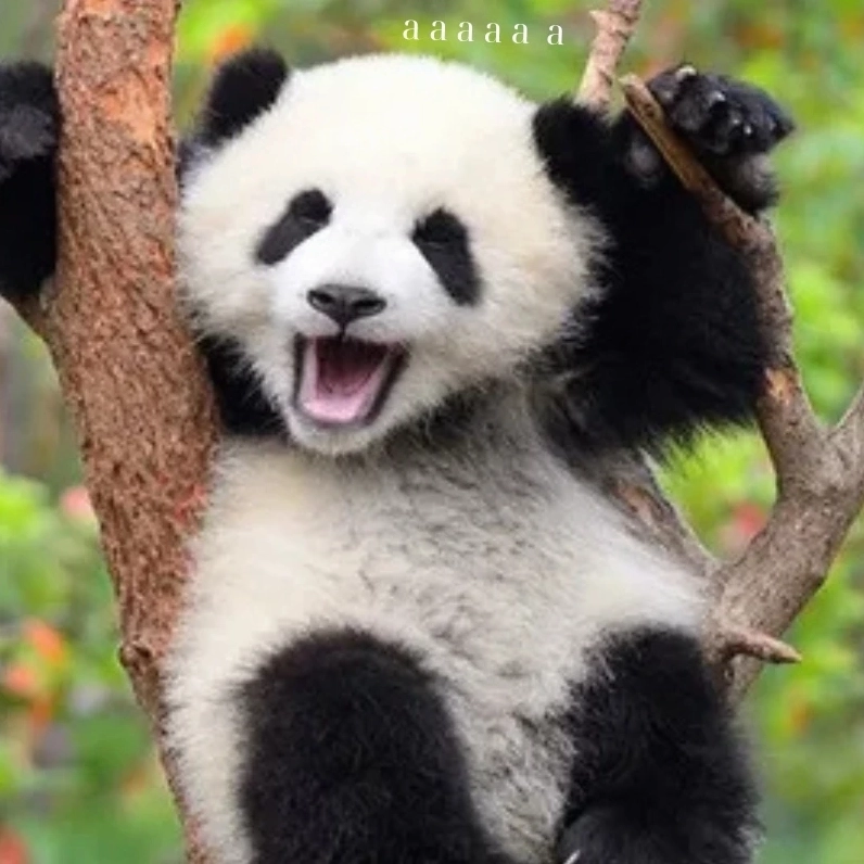 Ảnh meme Đăng xuất của chú gấu với biểu cảm hài hước