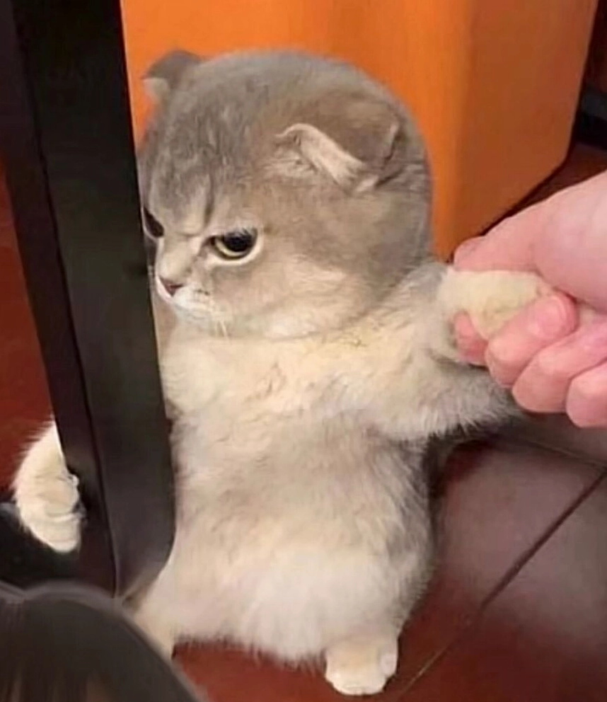 Ảnh meme Đu idol biểu cảm mèo giận dỗi đầy đáng yêu