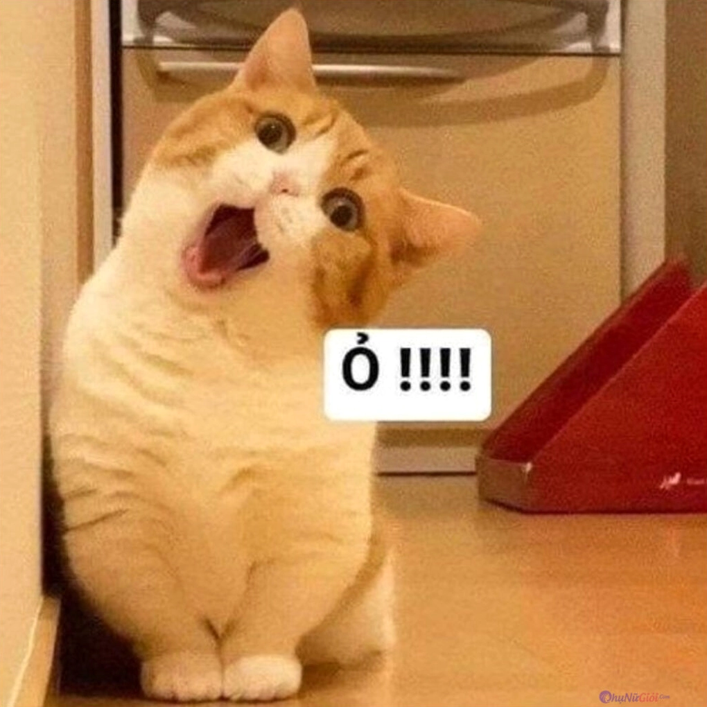 Ảnh meme Đu idol biểu cảm mèo 