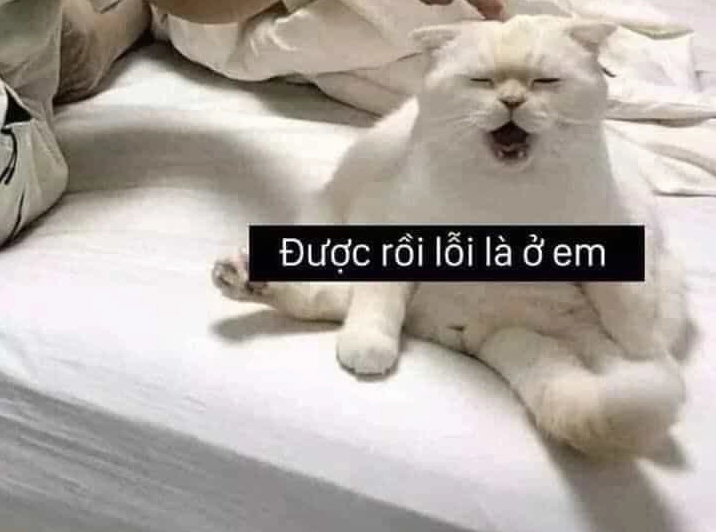 Ảnh meme Đu idol mèo 