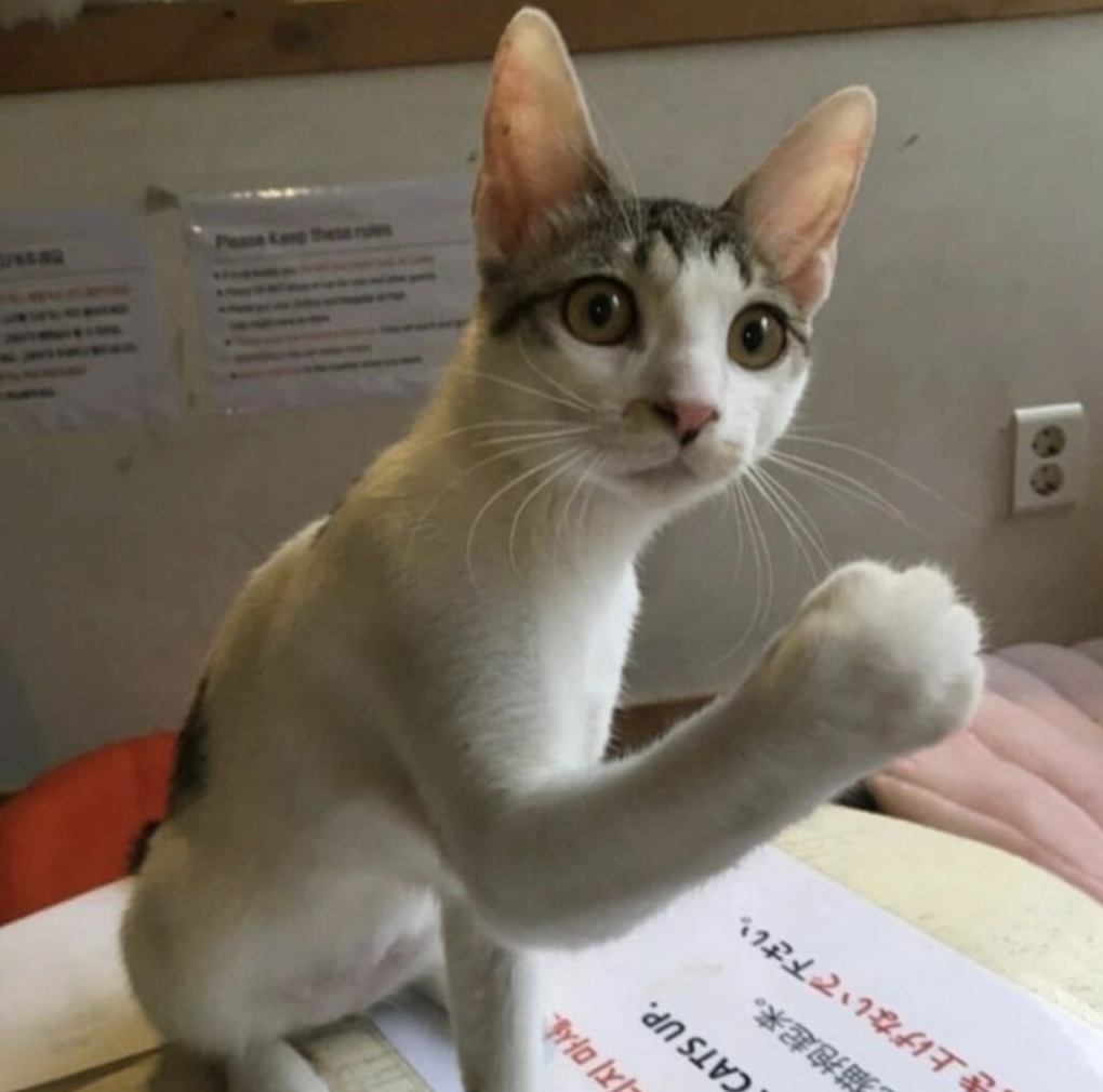 Ảnh meme Đu idol với chú mèo biểu cảm ngạc nhiên hài hước