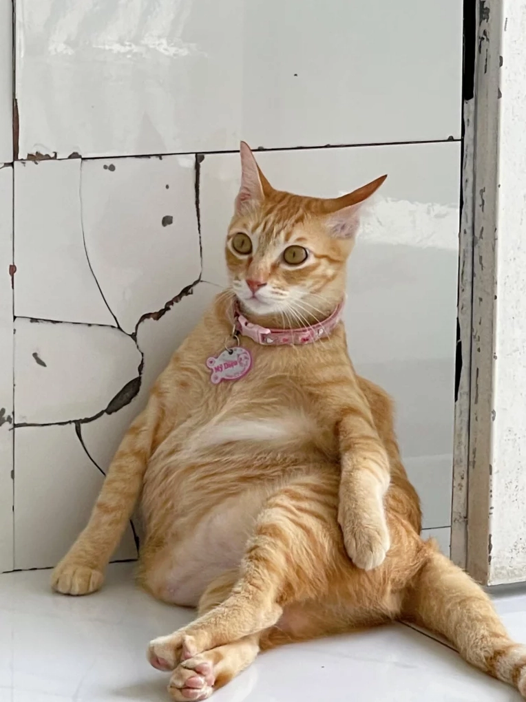 Ảnh meme Đu idol với chú mèo 