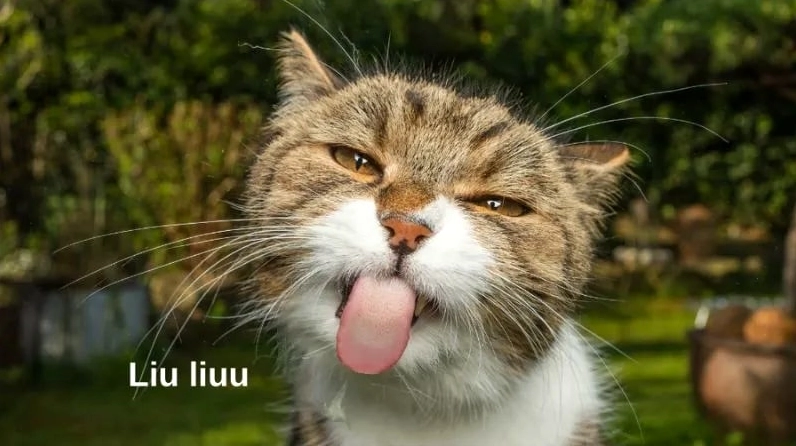 Ảnh meme Đu trend hài bựa về chú mèo biểu cảm lè lưỡi