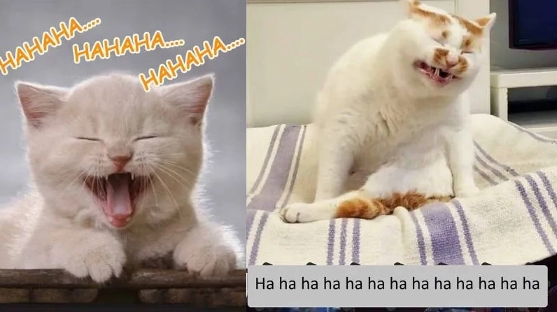 Ảnh meme Đu trend hài hước giúp bạn giải tỏa căng thẳng