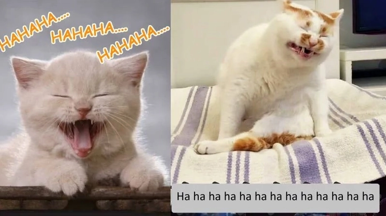 Ảnh meme Gái phố giải tỏa căng thẳng chảnh