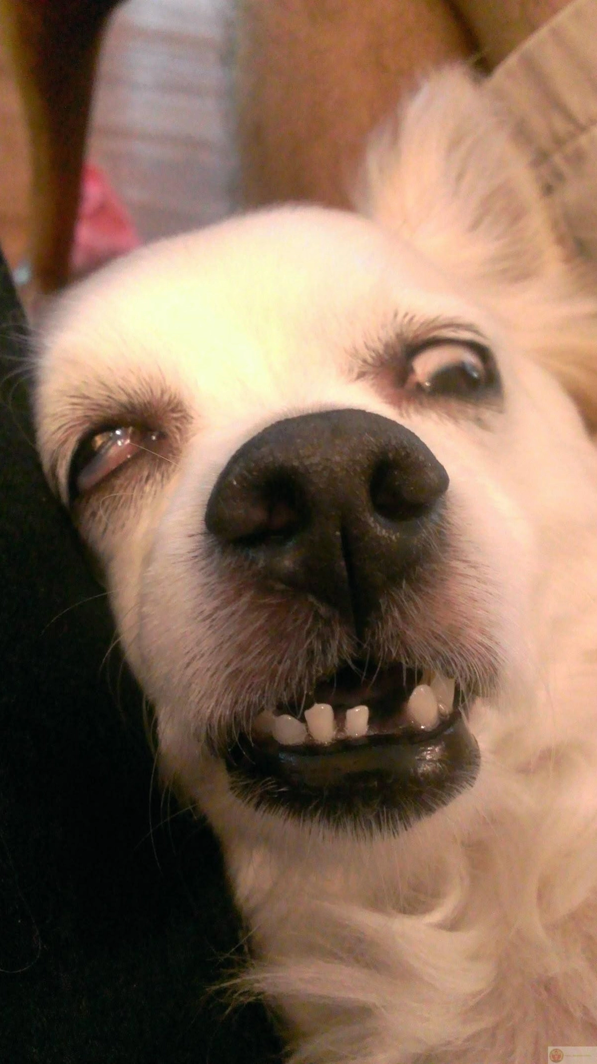 Ảnh meme Gòi xong cảm thấy tội lỗi khi ngủ quá nhiều