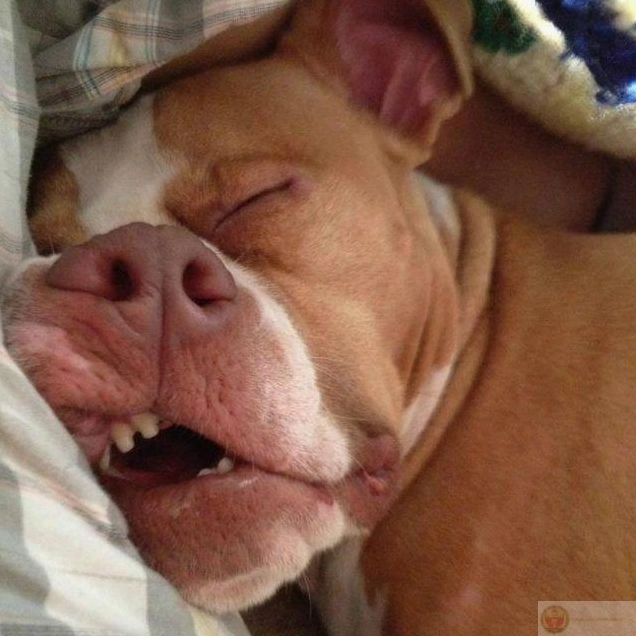 Ảnh meme Gòi xong cảm xúc khi có chiếc gối tri kỷ