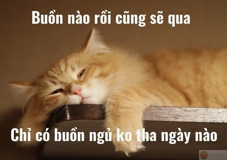 Ảnh meme Gòi xong chúc ngủ ngon với biểu cảm đáng yêu