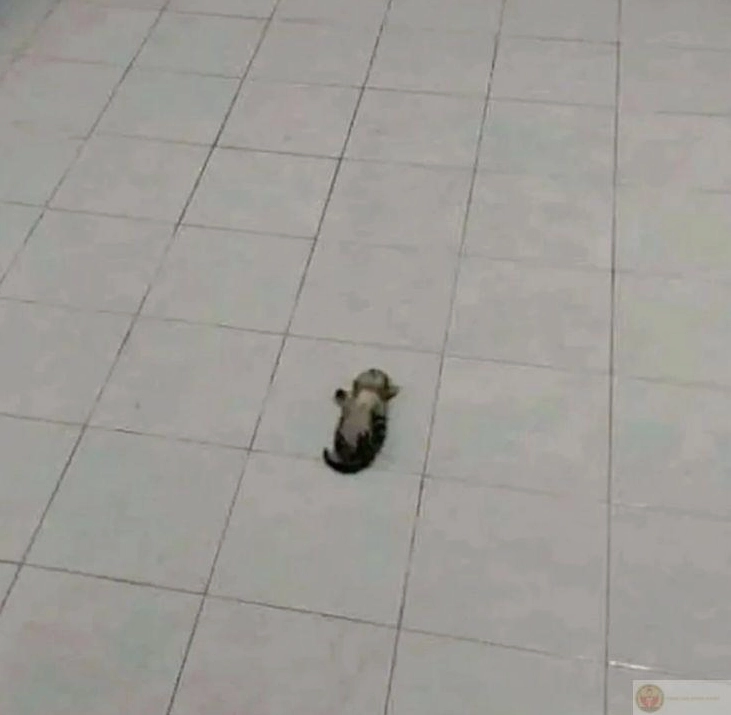 Ảnh meme Gòi xong chuyển từ mệt mỏi sang lười biếng sau ngủ