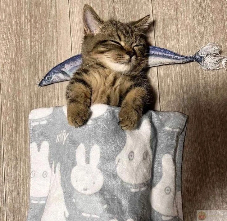 Ảnh meme Gòi xong hứa ngủ 10 phút mà chuông reo không dậy