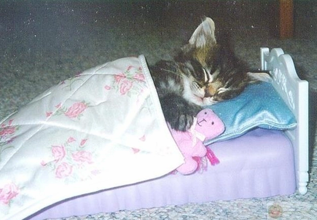 Ảnh meme Gòi xong khi đang học mà mắt tự động tắt nguồn