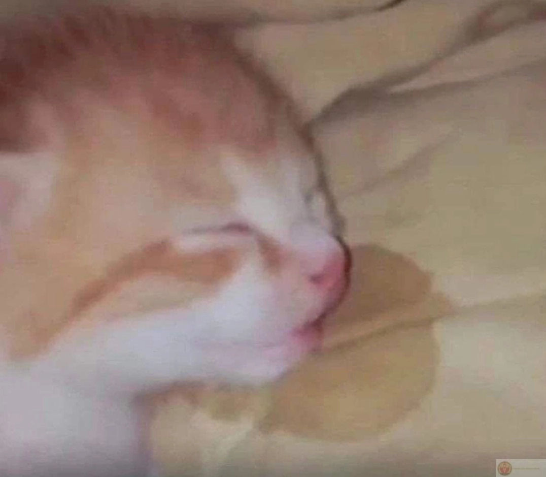 Ảnh meme Gòi xong khi ngủ trưa biến thành ngủ tối