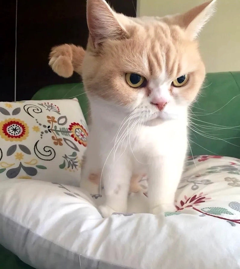 Ảnh meme Hệ tư tưởng tức giận viral chất