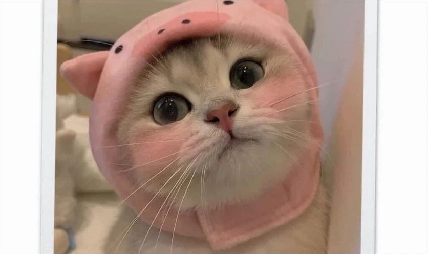 Ảnh meme Hướng ngoại part-time cute với nét mặt dễ thương và tinh nghịch