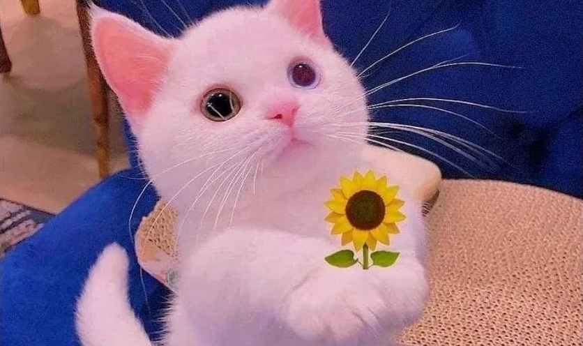 Ảnh meme Hướng ngoại part-time dễ thương thể hiện cảm xúc nhẹ nhàng