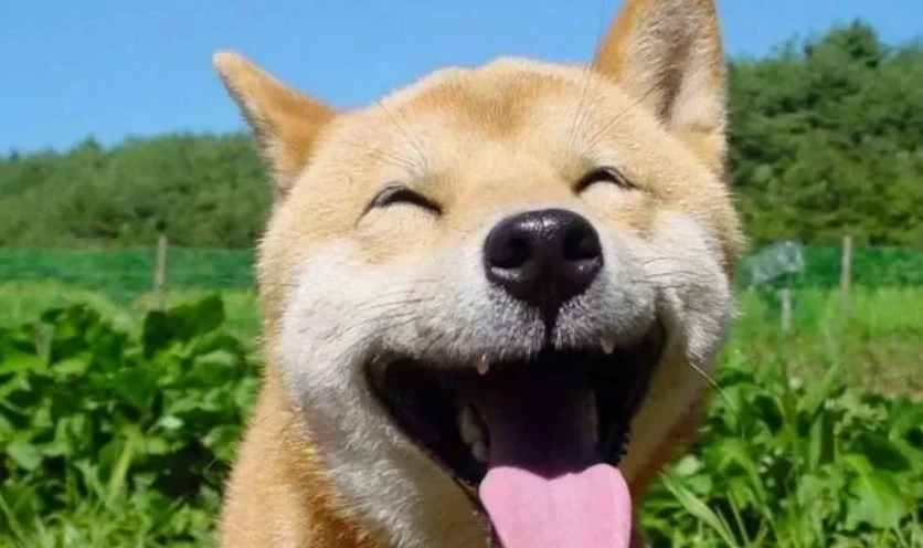 Ảnh meme Hướng ngoại part-time siêu đáng yêu với đôi mắt to tròn