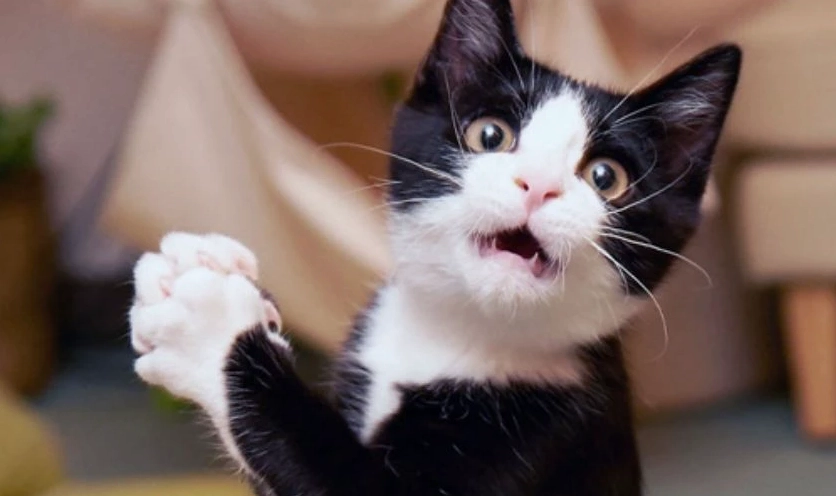 Ảnh meme Hướng ngoại part-time thể hiện sự bối rối rất riêng của mình