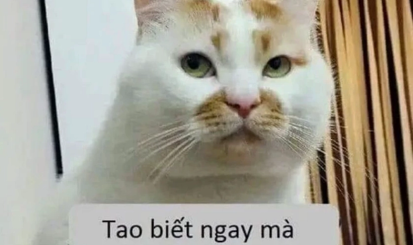 Ảnh meme Hướng ngoại part-time với gương mặt bất lực nhưng rất hài hước