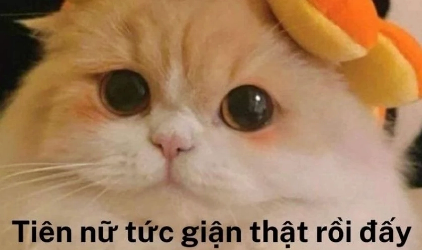 Ảnh meme Hướng ngoại part-time với sự đáng yêu khó cưỡng và hài hước