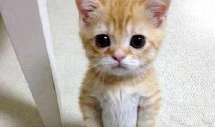 Ảnh meme Hướng ngoại part-time với vẻ mặt hài hước và ngơ ngác cực độ