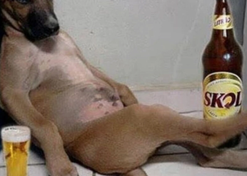 Ảnh meme Lụy tình chú chó suy tư uống bia giải sầu