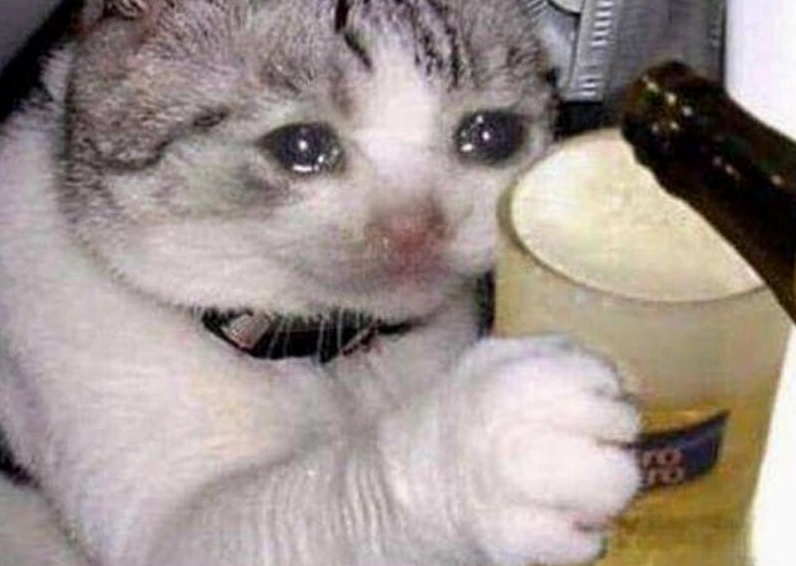 Ảnh meme Lụy tình chú mèo thất tình uống bia giải sầu đêm khuya